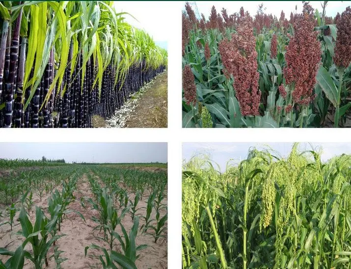 Corn Sugarcane Field Herbicide Control Annual Weed Weedicide Mesotrione 15% Sc