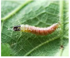 Nitenpyram 10%SL Agrochemical Highly Effective Systemic Insecticide