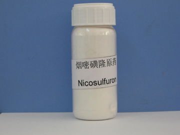 Nicosulfuron 97% TC,Systemic Selective Broadleaf Weed Killer,Off-white powder